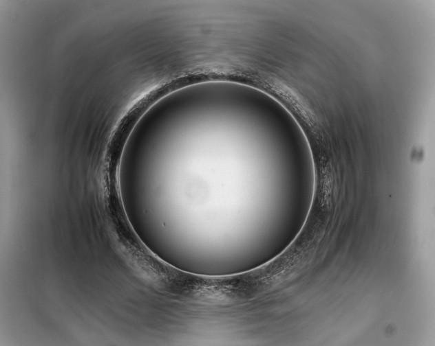 X0000099460680200805091529