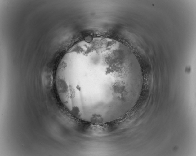 X0000099460703200805091529