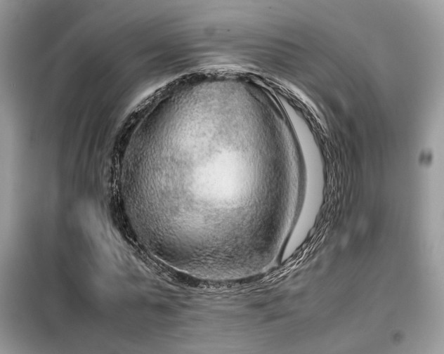 X0000099460775200805091528