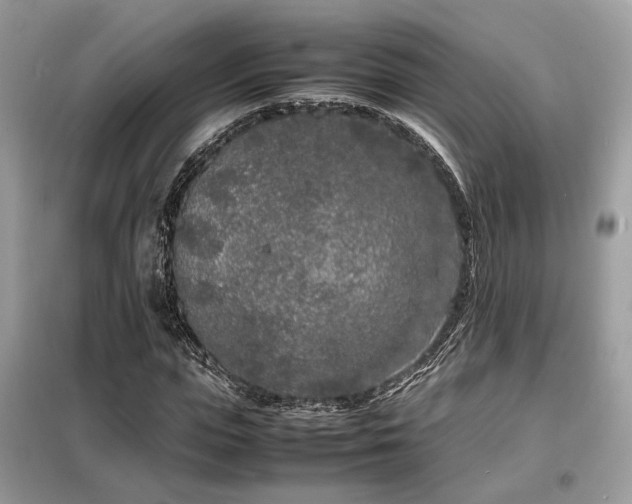 X0000099460823200805091526