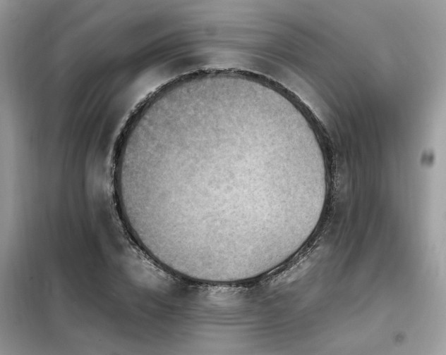 X0000099460832200805091526