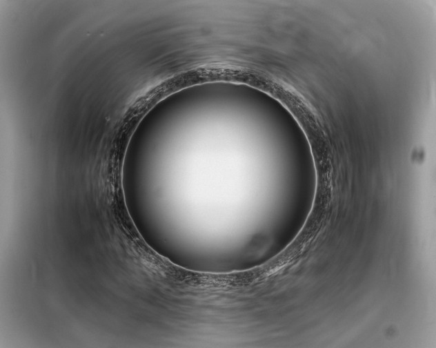 X0000099460870200805091526