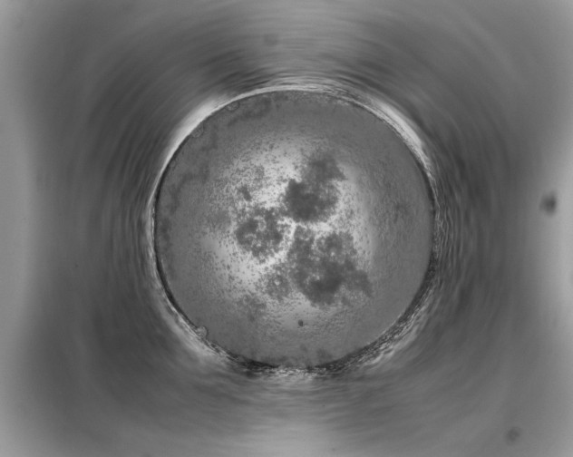 X0000099460907200805091526