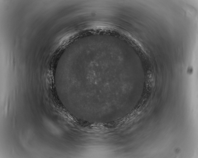 X0000099460918200805091525