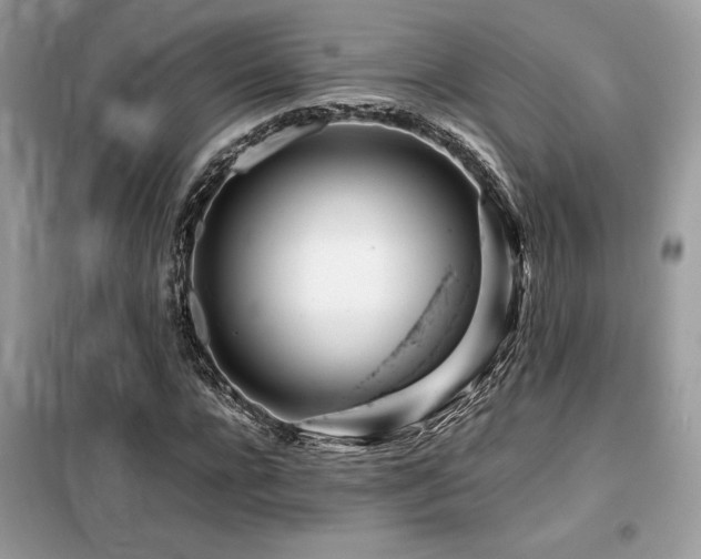X0000099460920200805091525