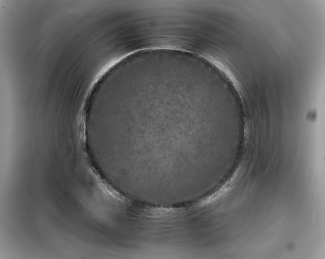 X0000099460925200805091525
