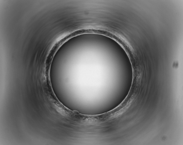 X0000099460974200805091525