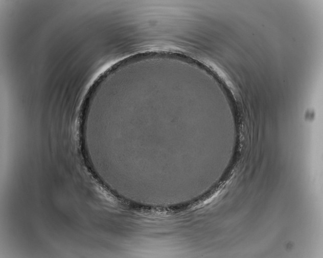X0000099460975200805091525