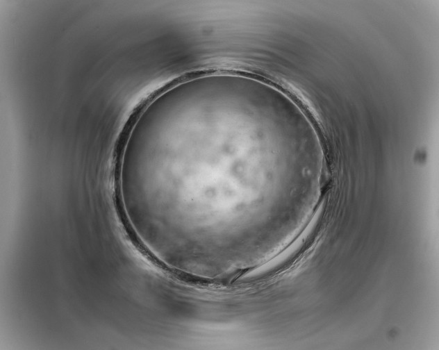 X0000099460987200805091525