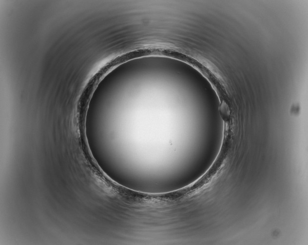 X0000099461022200805091523