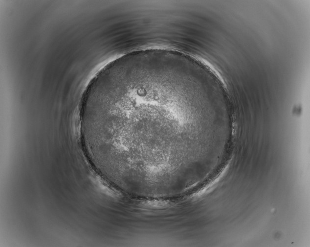 X0000099461117200805091522