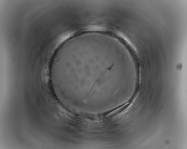 X0000099461213200805091520
