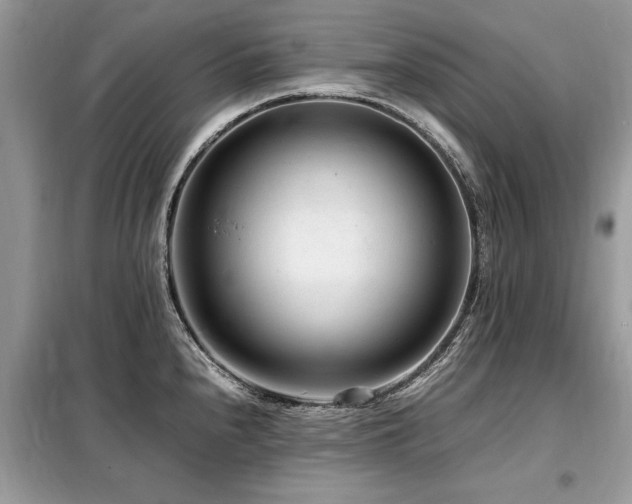 X0000099461240200805091521