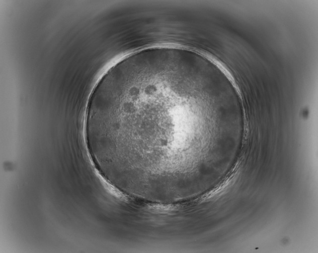 X0000099461245200805091521
