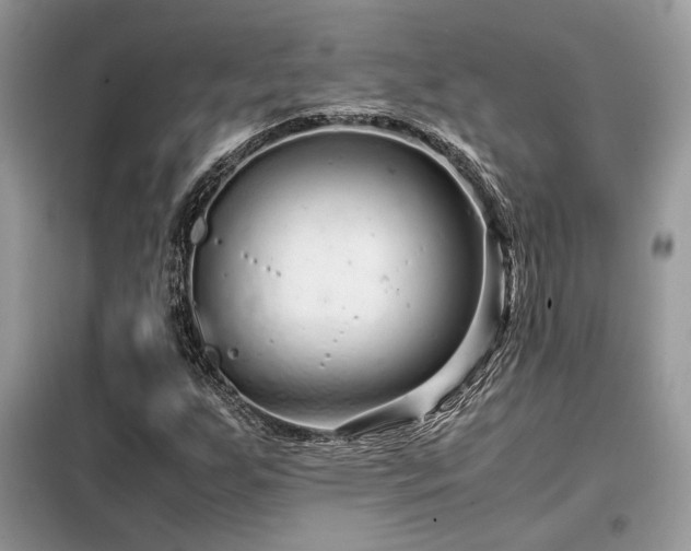 X0000099461255200805091520