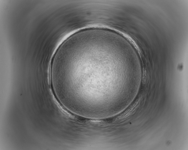 X0000099461295200805091519