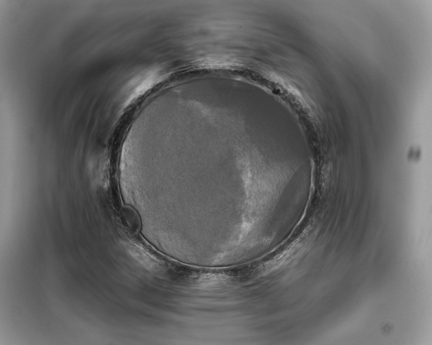 X0000099461306200805091519