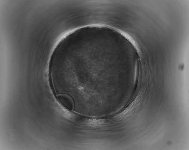 X0000099461327200805091519