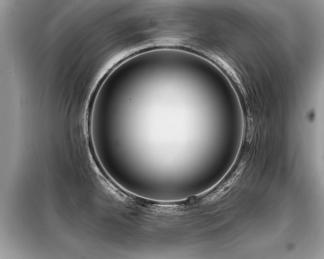 X0000099461342200805091519