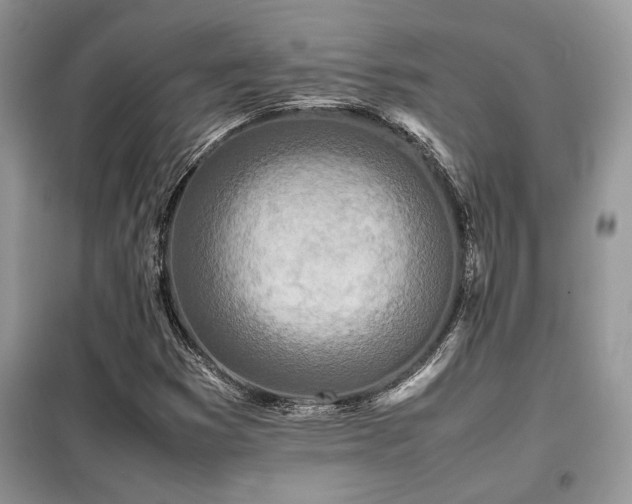 X0000099461353200805091518