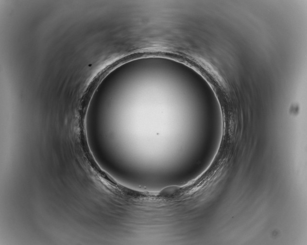 X0000099461356200805091518