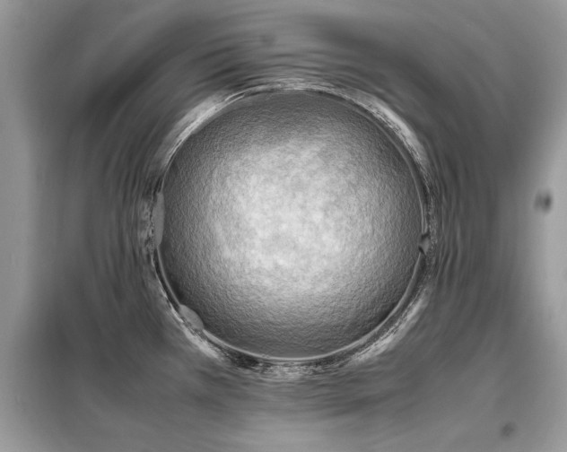 X0000099461385200805091518