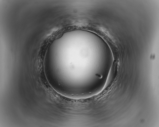 X0000099461398200805091517