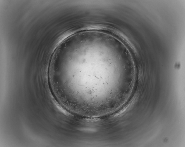 X0000099461417200805091518