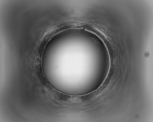 X0000099461447200805091517