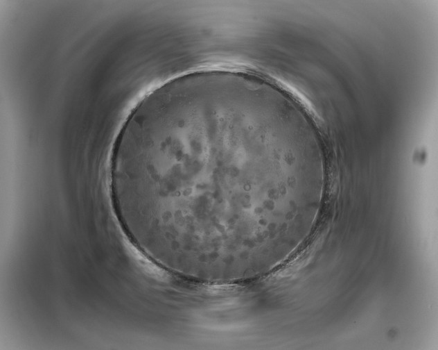 X0000099461471200805091517