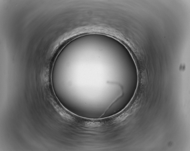 X0000099461499200805091516