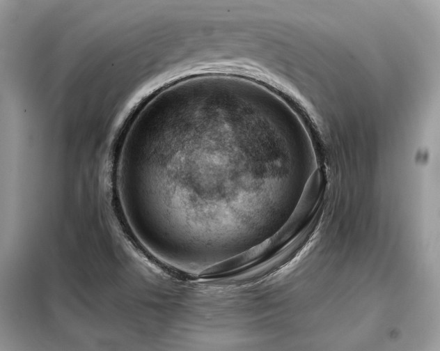 X0000099461506200805091516