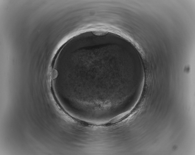 X0000099461522200805091516