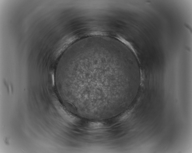 X0000099460061200805161057