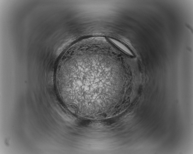 X0000099460299200805161053