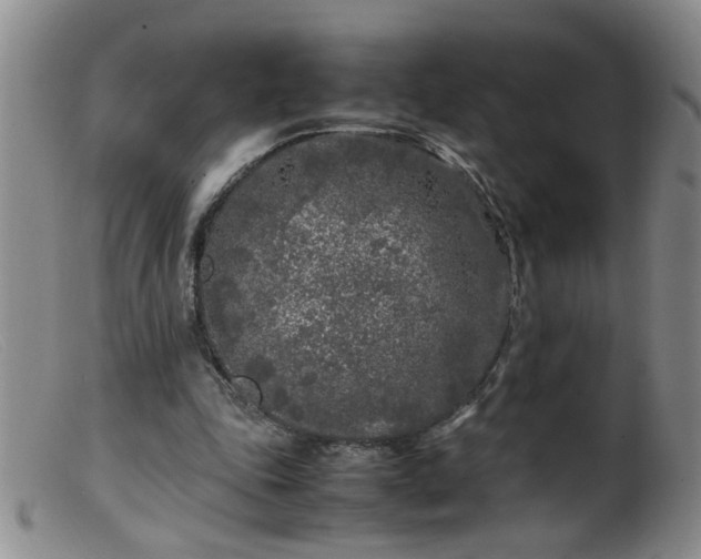 X0000099460343200805161052