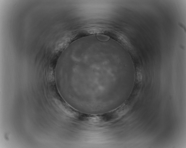 X0000099460411200805161052