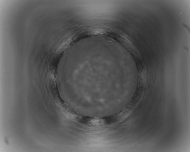 X0000099460415200805161052