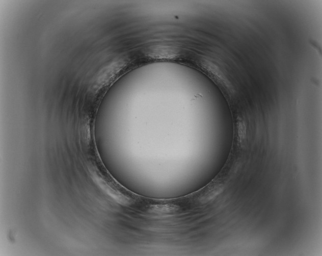 X0000099460541200805161049