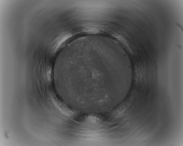 X0000099460596200805161049