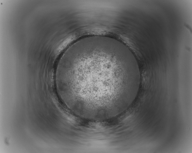 X0000099460679200805161047