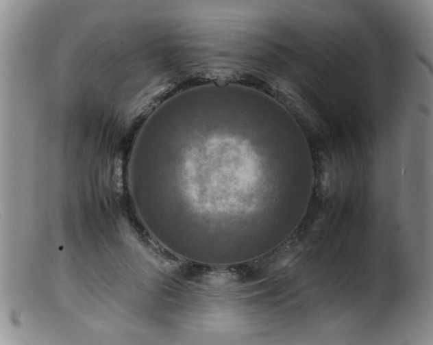 X0000099460696200805161047