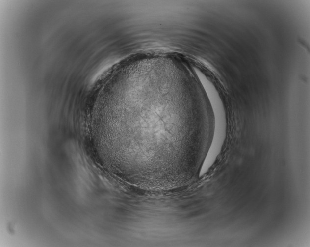 X0000099460775200805161046