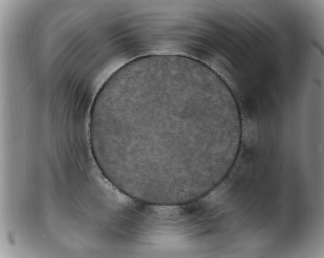 X0000099460856200805161045