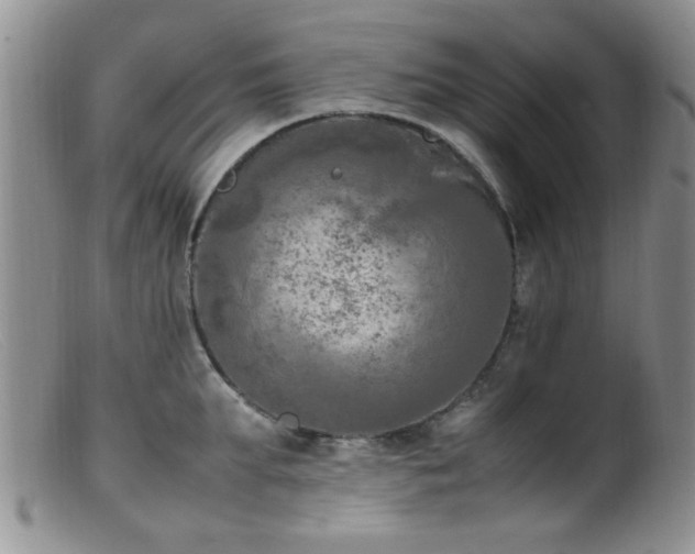 X0000099460903200805161044