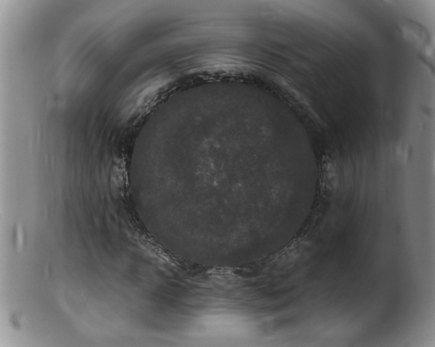 X0000099460918200805161043