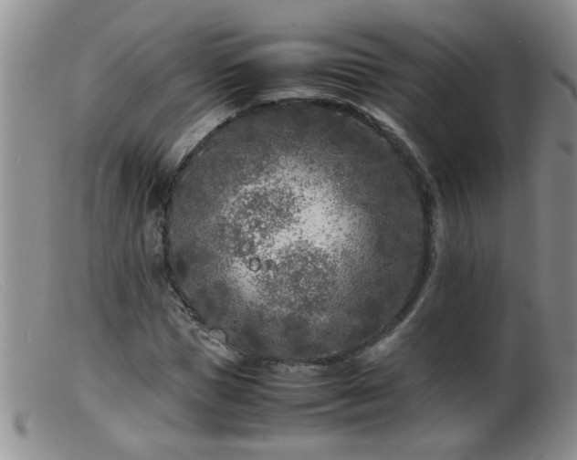 X0000099460921200805161043