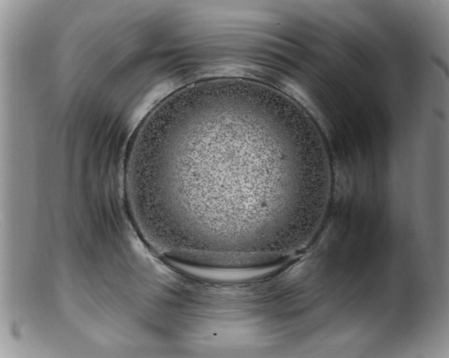 X0000099460994200805161043