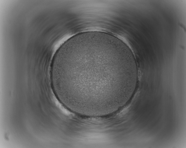 X0000099460995200805161043