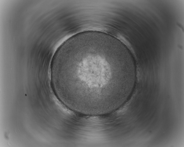 X0000099461028200805161042